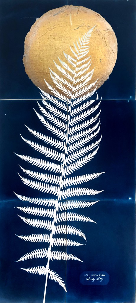 Soft Shield Fern cyanotype with gold leaf